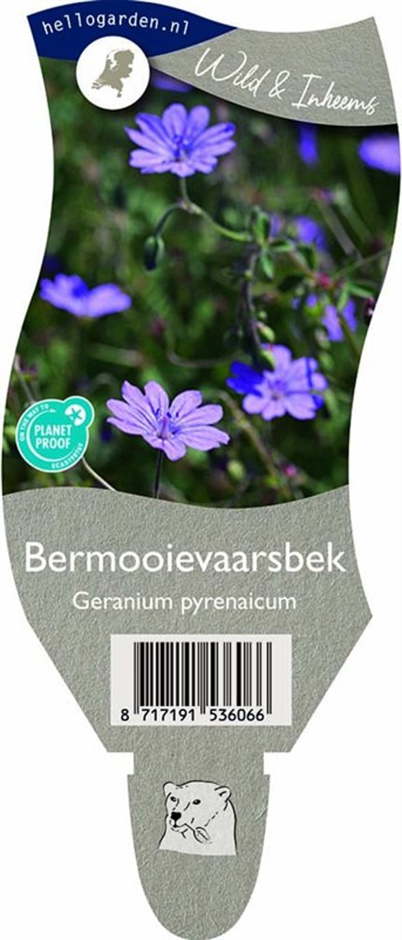 Geranium pyrenaicum - P11